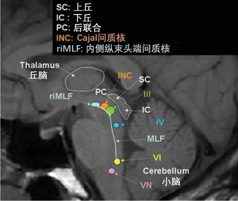 图：中脑为人体重要的神经核团