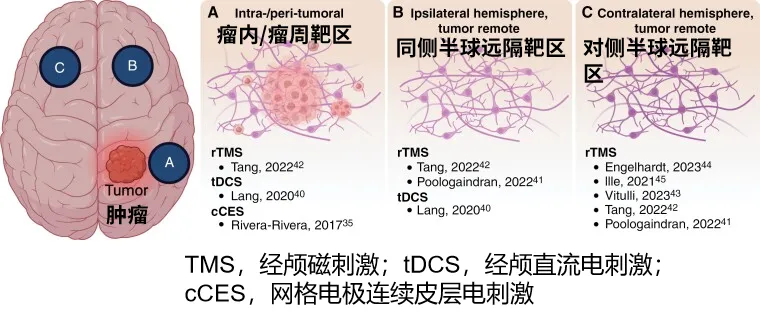 神经调控靶点与神经环路重塑机制，现有研究中，神经调控技术的应用靶区呈现三类分布模式