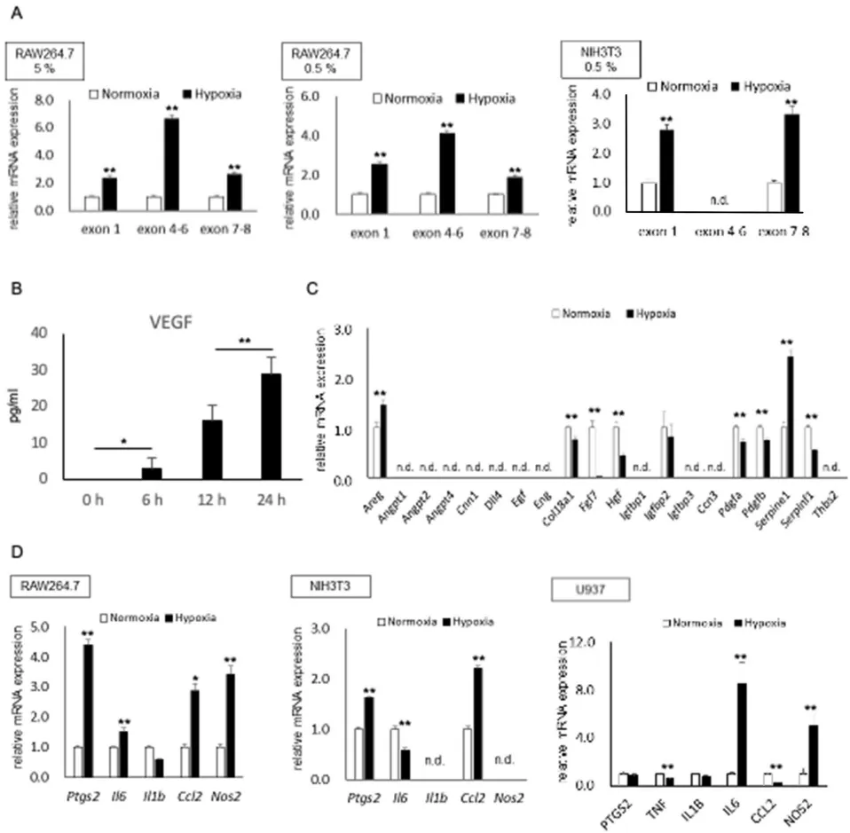 5%氧浓度(模拟生理缺氧)可诱导RAW264.7巨噬细胞VEGF表达(图A)