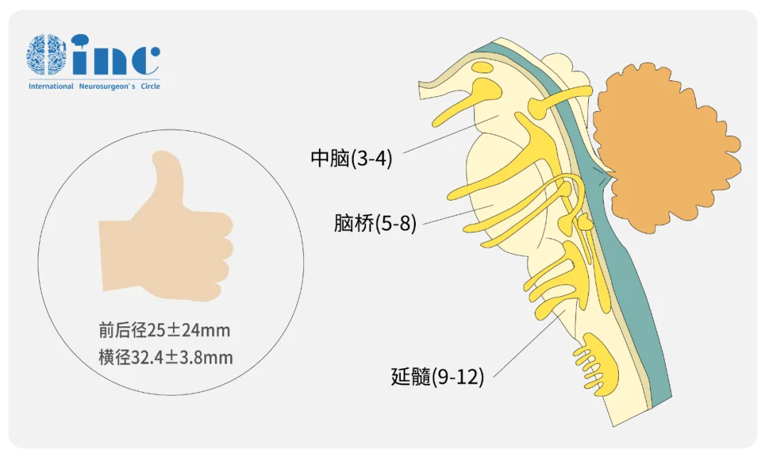 脑干