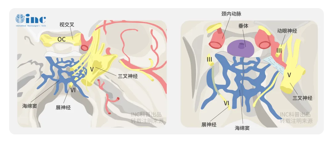 岩斜区复杂的骨质、神经、血管解剖关系