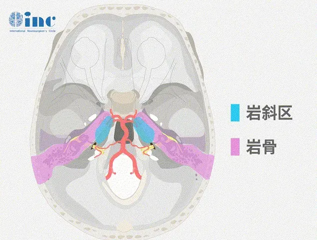 岩斜区解剖结构